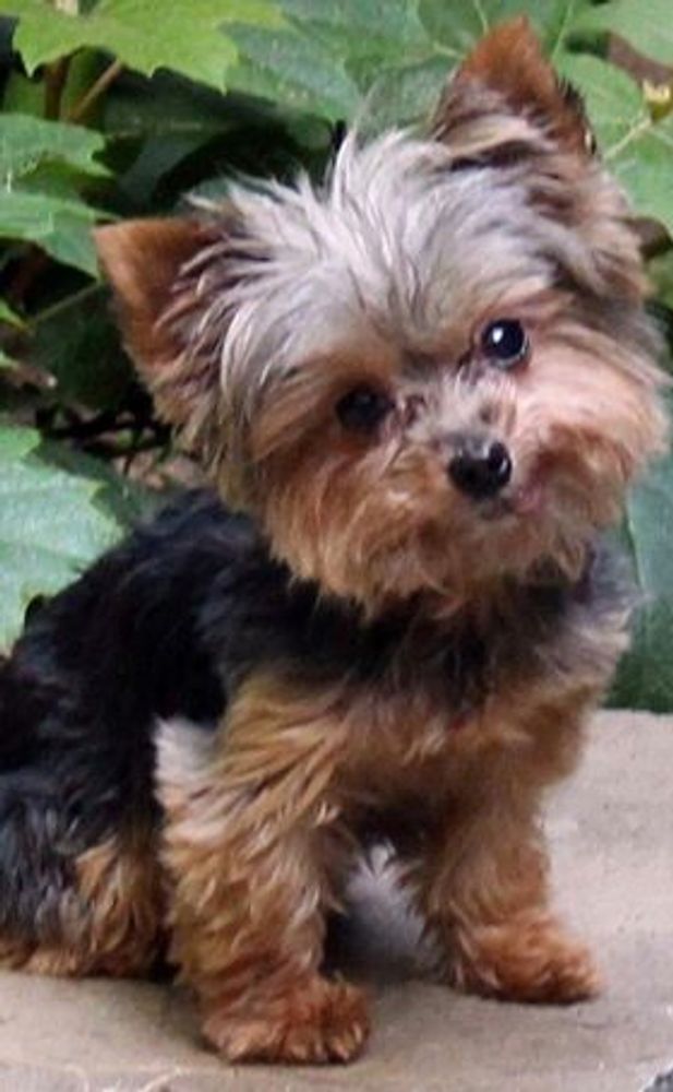 Yorkie hot sale puppy rescue